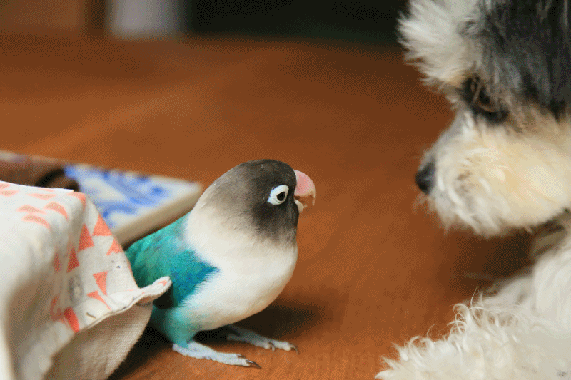 c0145250_16224353.gif