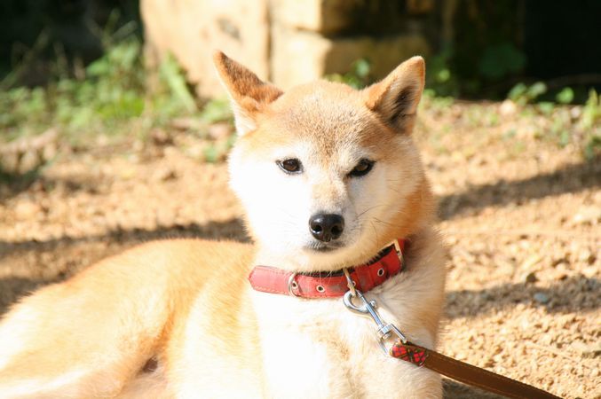 ワンコホテル『ラブちゃん、ナナちゃん』_e0364854_11041686.jpg