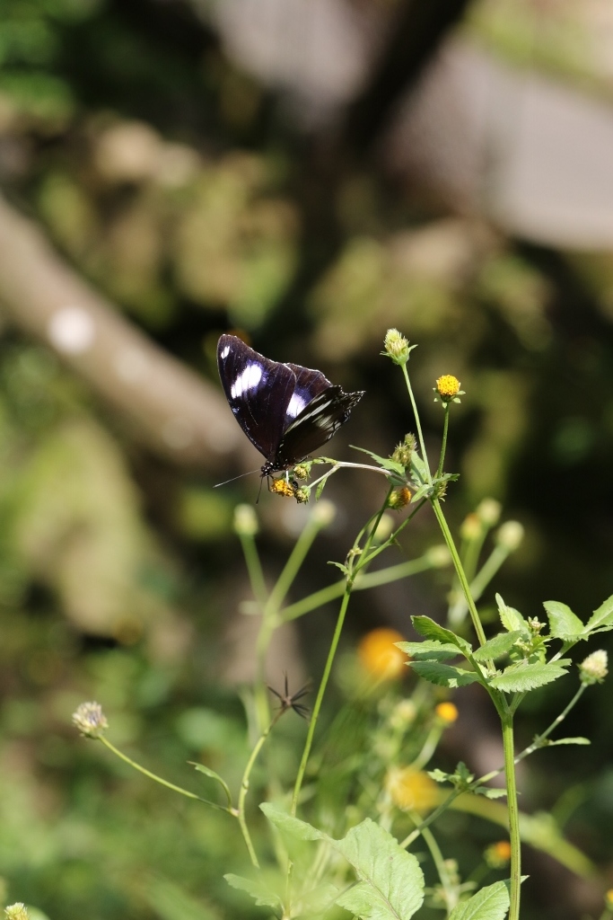 リュウキュウムラサキほかセンダングサ吸蜜_e0224357_20460682.jpg