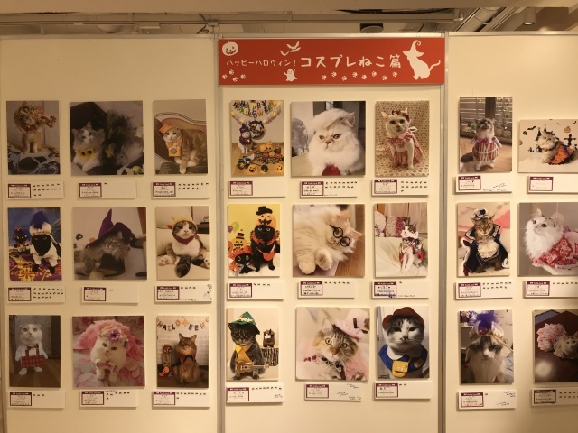 す ねこ と に