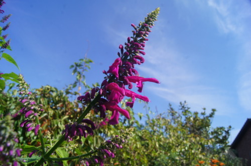 e0181373_21160009.jpg