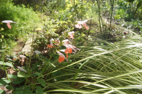 e0181373_21162476.jpg