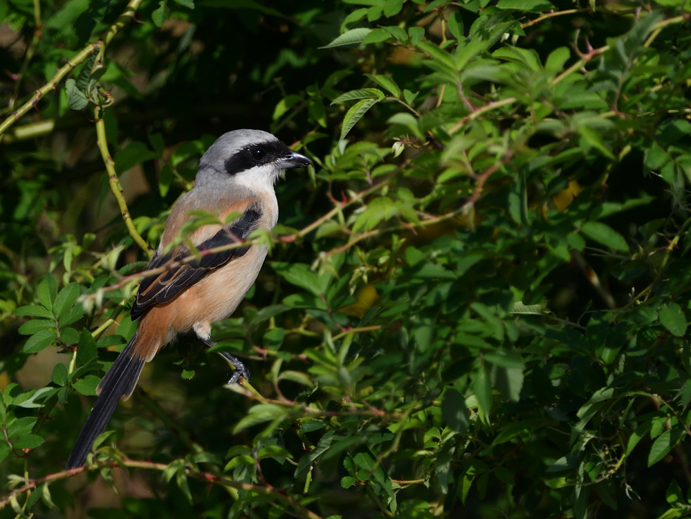 a0143491_21432671.jpg