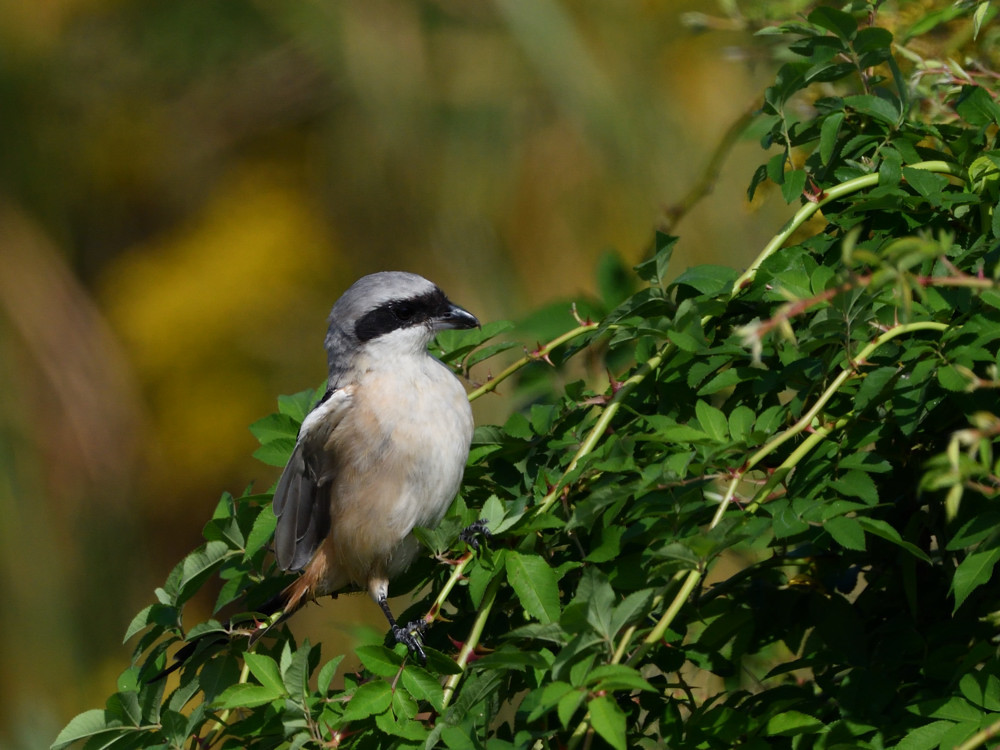 a0143491_21455773.jpg
