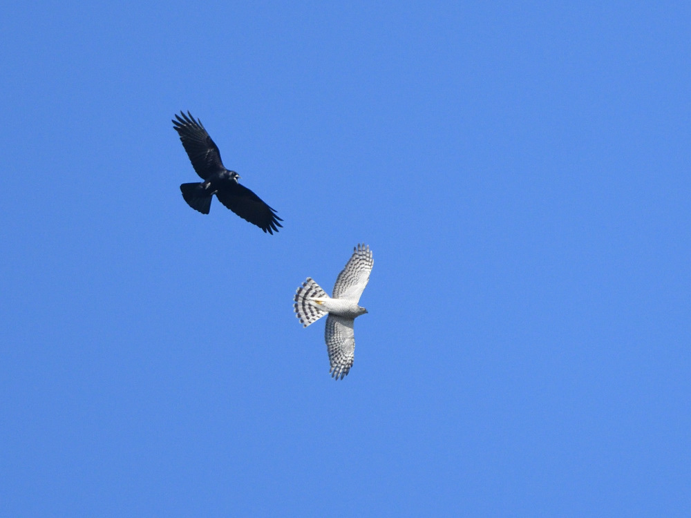 a0143491_21490207.jpg