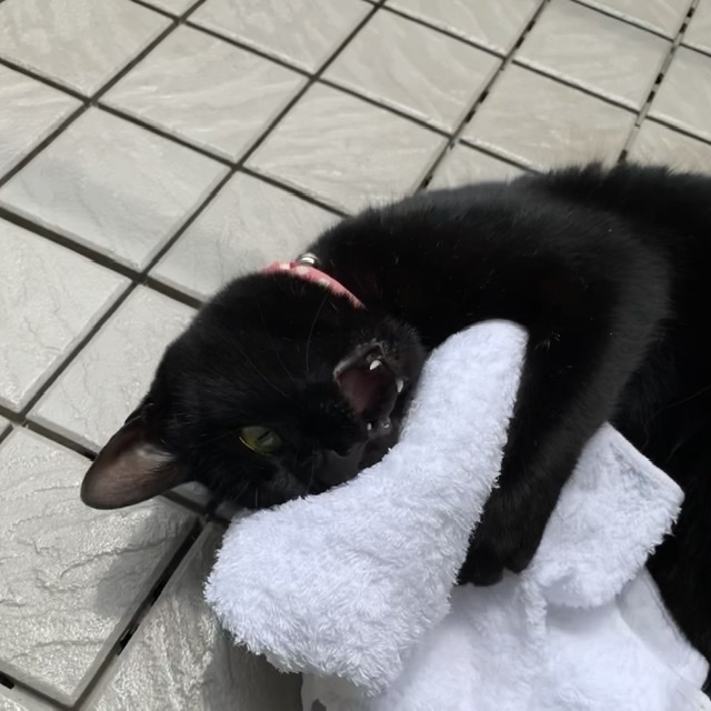 ゆるさにゃい&#128162;_e0358096_17192761.jpeg