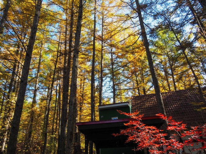 ここは森が輝く絶景スポット・・カラマツの紅葉が見頃となって来ました。_f0276498_20402354.jpg