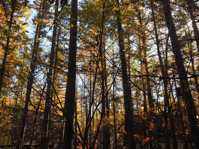 ここは森が輝く絶景スポット・・カラマツの紅葉が見頃となって来ました。_f0276498_20413594.jpg