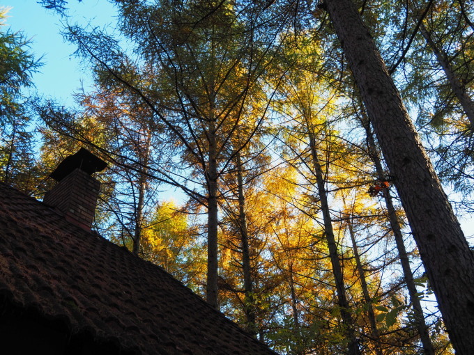 ここは森が輝く絶景スポット・・カラマツの紅葉が見頃となって来ました。_f0276498_20434401.jpg
