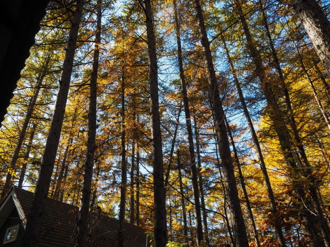 ここは森が輝く絶景スポット・・カラマツの紅葉が見頃となって来ました。_f0276498_20454802.jpg
