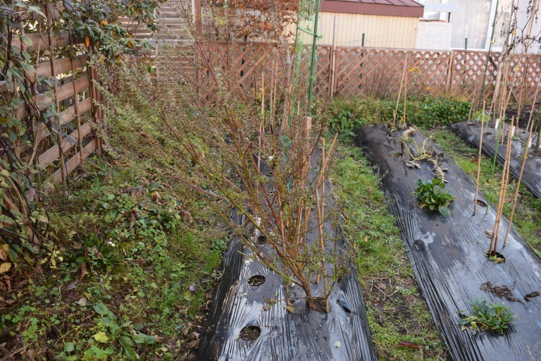 自然栽培 一休み 庭の畑の片付け 豆の収穫量 自然栽培 釧路日記 自然栽培 一休み 庭の畑の片付け 豆の収穫量 自然栽培 釧路日記