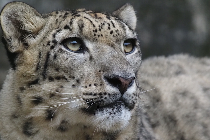 動物園で撮る〜昭和編_b0016600_21394087.jpg