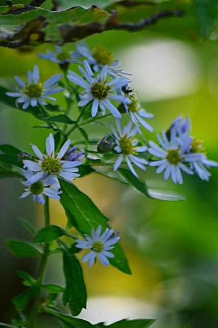 野菊 花 Tuzuri 野菊 花 Tuzuri