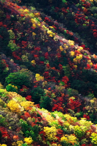 奥日光 半月峠の紅葉2_a0263109_13352659.jpg