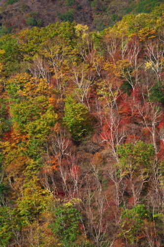奥日光 半月峠の紅葉2_a0263109_13352662.jpg