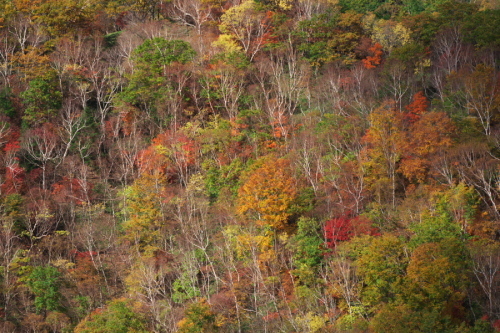 奥日光 半月峠の紅葉2_a0263109_13352680.jpg