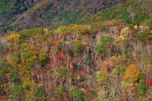 奥日光 半月峠の紅葉2_a0263109_13352713.jpg