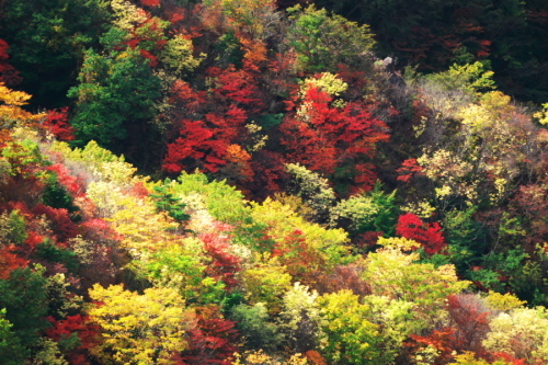 奥日光 半月峠の紅葉2_a0263109_13352724.jpg