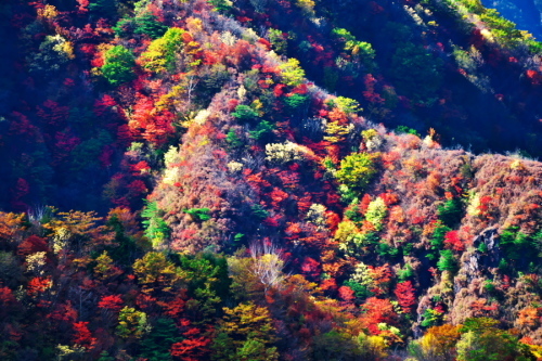 奥日光 半月峠の紅葉2_a0263109_13352736.jpg