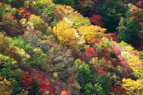 奥日光 半月峠の紅葉2_a0263109_13352784.jpg