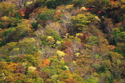 奥日光 半月峠の紅葉2_a0263109_13355967.jpg