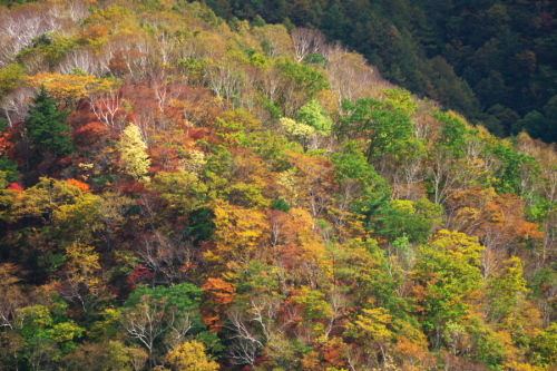 奥日光 半月峠の紅葉2_a0263109_13355975.jpg