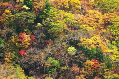 奥日光 半月峠の紅葉2_a0263109_13360021.jpg