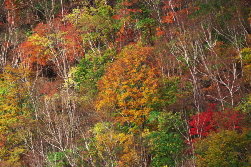 奥日光 半月峠の紅葉2_a0263109_13360032.jpg