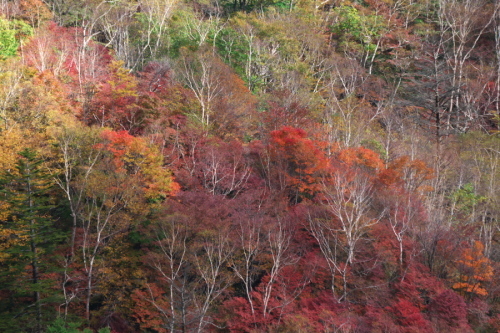 奥日光 半月峠の紅葉2_a0263109_13360051.jpg