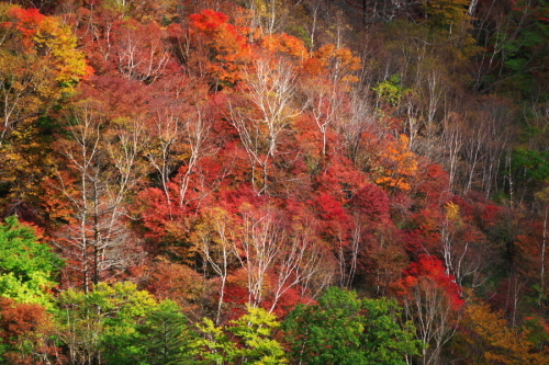 奥日光 半月峠の紅葉2_a0263109_13360059.jpg