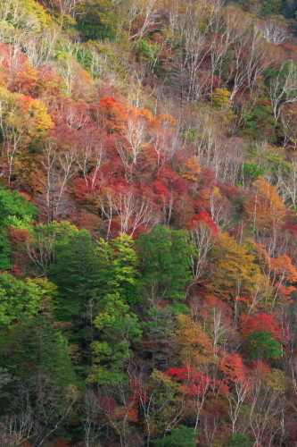 奥日光 半月峠の紅葉2_a0263109_13360146.jpg