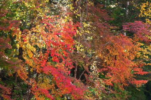 a0263109_17481559.jpg