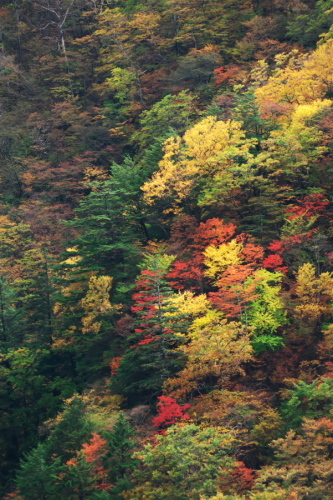 奥日光 いろは坂の紅葉2_a0263109_20341971.jpg