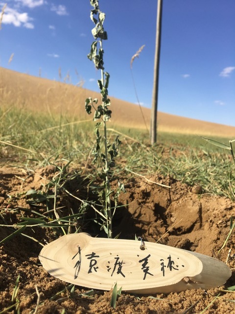 ウランブハ砂漠にスナナツメを植えていただきました!!_c0180209_00490607.jpeg