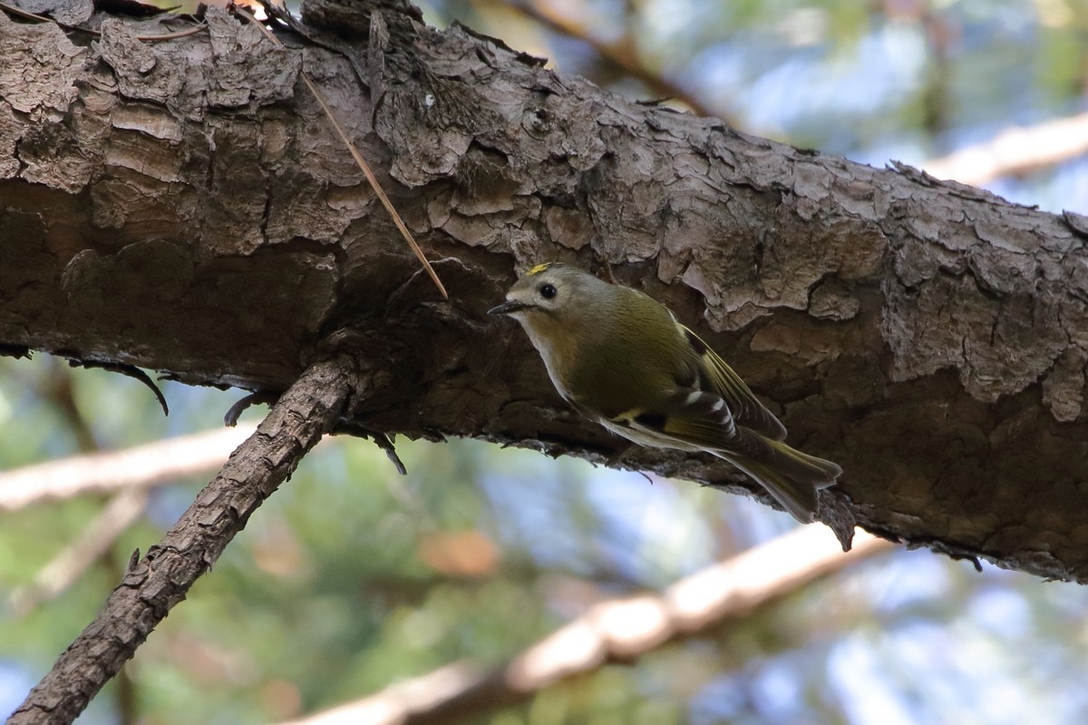 大阪城公園（2019年10月28日）_f0235311_06340082.jpg