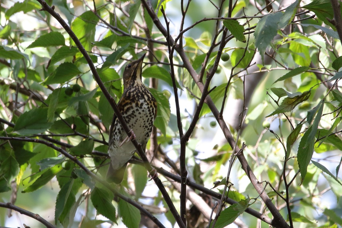 大阪城公園（2019年10月28日）_f0235311_06394311.jpg