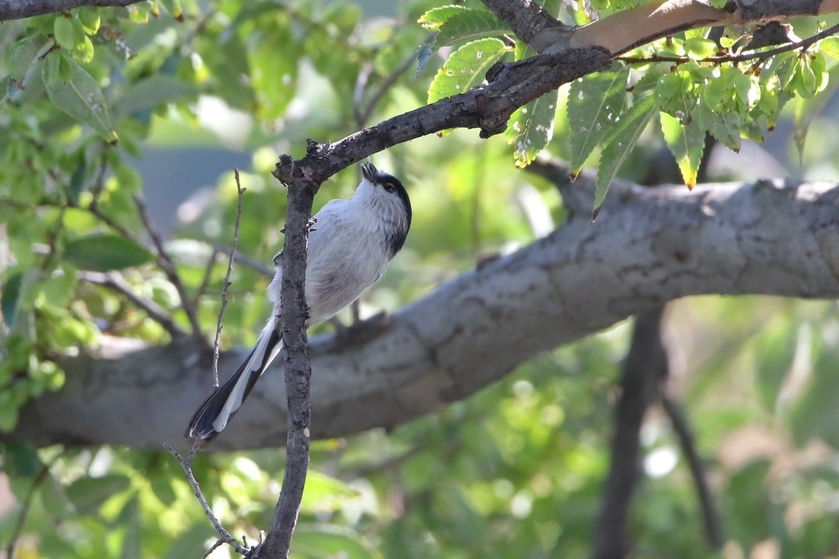 大阪城公園（2019年10月28日）_f0235311_06432951.jpg