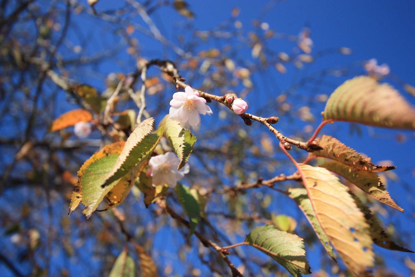 十月桜_c0097137_09174016.jpg