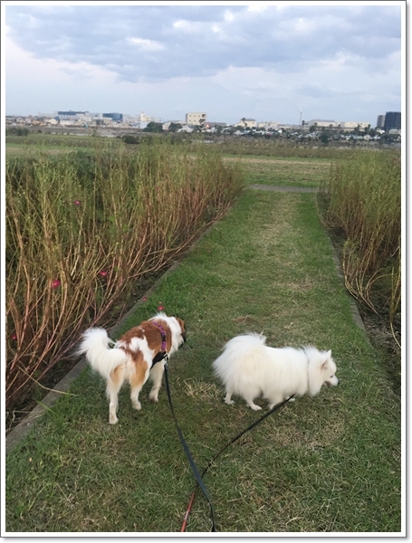 台風後のお花畑。_d0013149_00463000.jpg