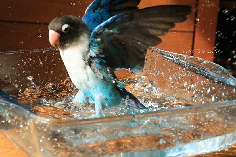 c0145250_11323118.jpg