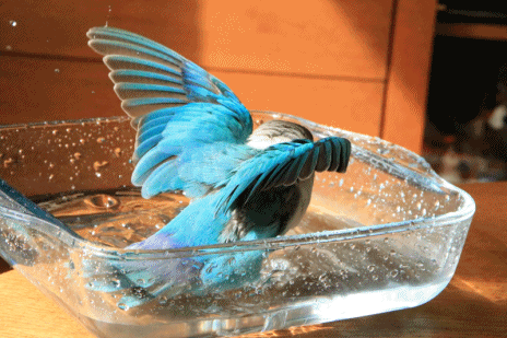 c0145250_11330706.gif