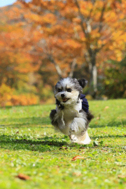c0145250_11430989.gif