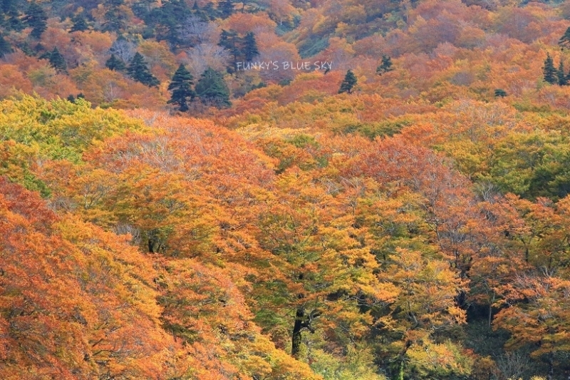 c0145250_11432903.jpg