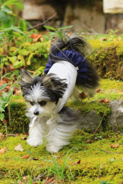 c0145250_14375102.gif