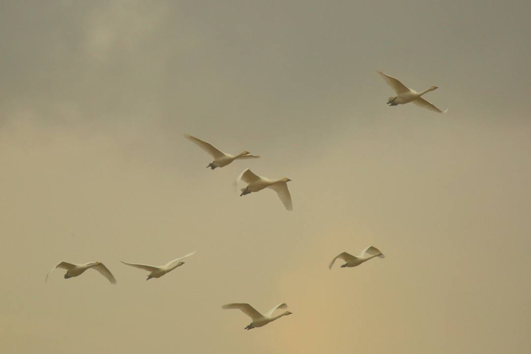 e0403850_17341173.jpg