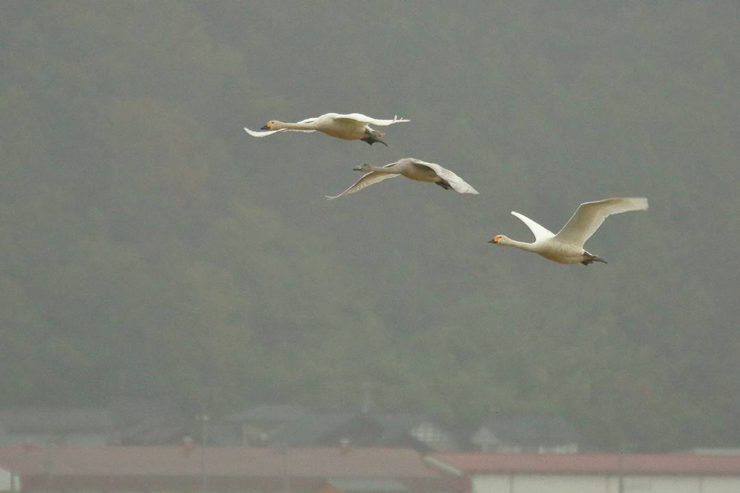 e0403850_17341201.jpg