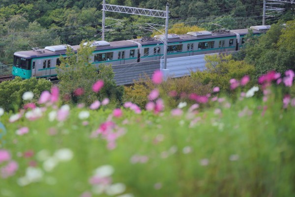 神戸総合運動公園　コスモスと鉄道撮影_d0352155_17450179.jpg