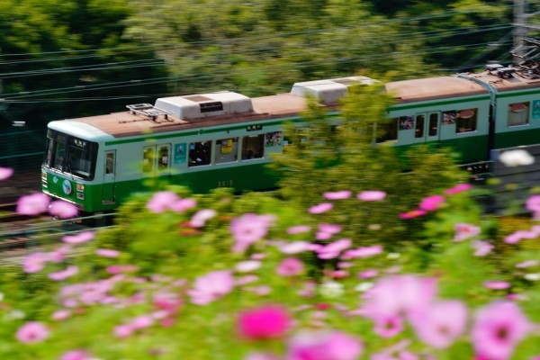 神戸総合運動公園　コスモスと鉄道撮影_d0352155_17470033.jpg