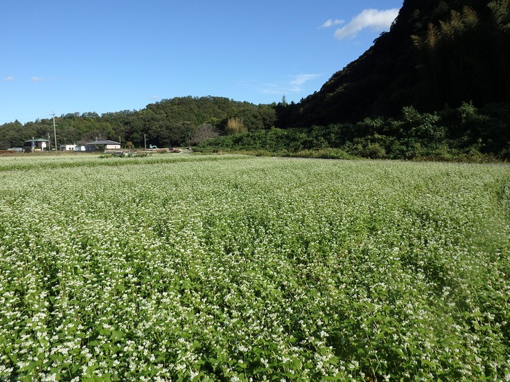 岐阜市内にもあった蕎麦畑 自然風の自然風だより 岐阜市内にもあった蕎麦畑 自然風の自然風だより