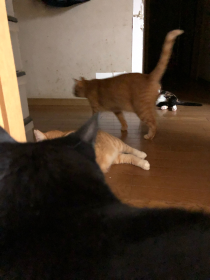 猫ごっちゃり_e0355177_00325398.jpg